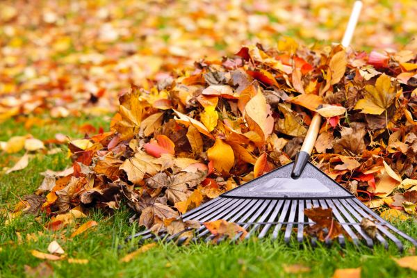 Cost of Leaves Removal in Clovis