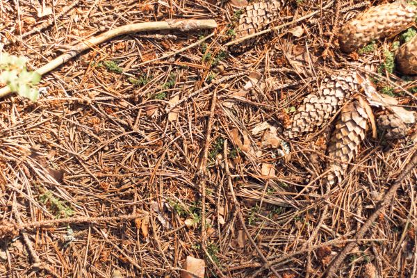 Cost of Pine Needles Removal in Clovis
