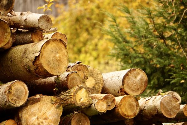 Cost of Wood Pile Removal in Clovis