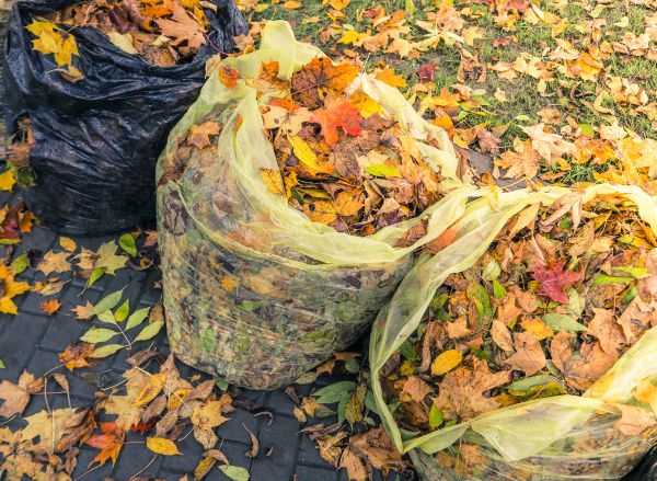 Cost of Yard Cleanup Service in Clovis