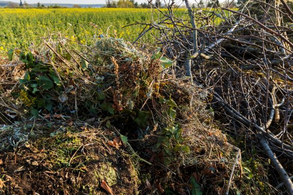 Cost of Brush Disposal in Clovis