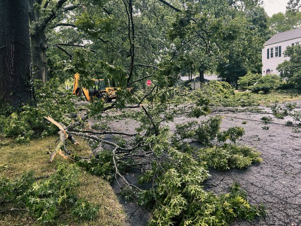 Cost of Tree Branch Disposal in Clovis