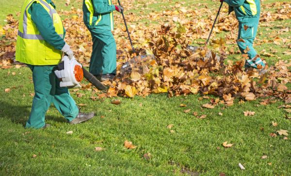 Cost of Leaf Maintenance in Clovis