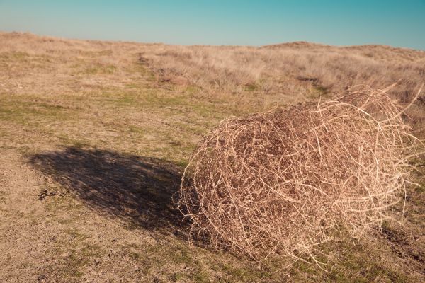 Cost of Tumbleweed Removal in Clovis