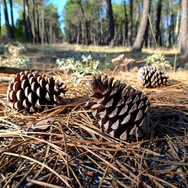 Cost of Pine Cone Removal in Clovis