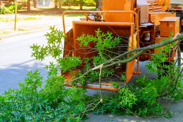 Cost of Tree Branches Removal in Clovis