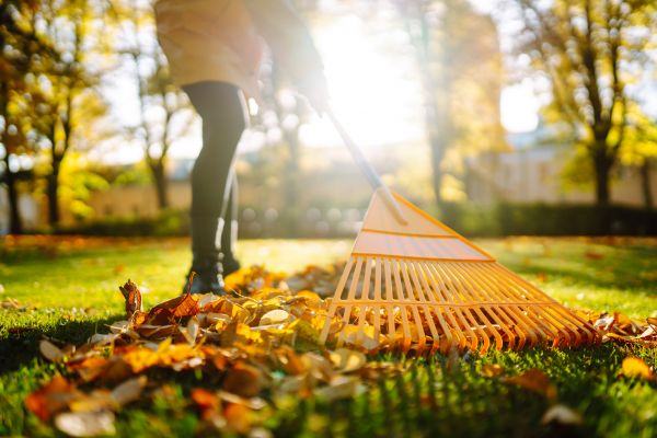 Cost of Leaves Raking in Clovis