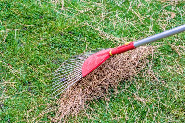 Cost of Yard Raking in Clovis