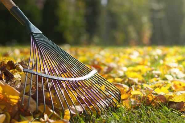 Cost of Leaf Removal in Clovis