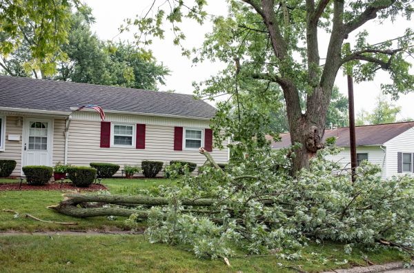 Cost of Fallen Branch Removal in Clovis
