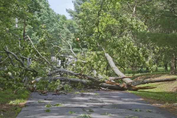 Cost of Tree Debris Removal in Clovis